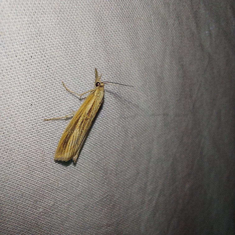 Agriphila tristella (Denis & Schiffermüller, 1775)