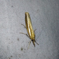 Agriphila tristella (Denis & Schiffermüller, 1775)