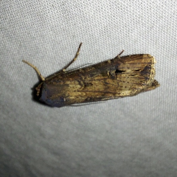 Agrotis ipsilon (Hufnagel, 1766)