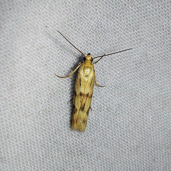 Homoeosoma sinuella (Fabricius, 1794)