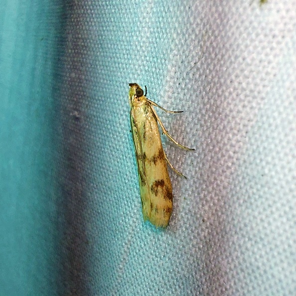 Homoeosoma sinuella (Fabricius, 1794)