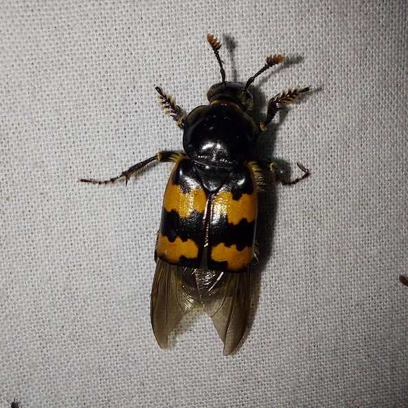 Nicrophorus vespillo (Linnaeus, 1758)