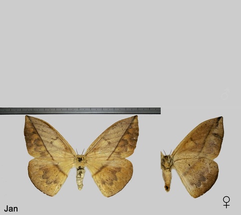 Lonomia achelous diabolus Draudt, 1929
