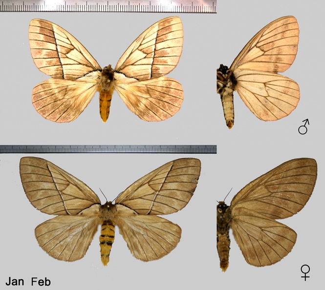 Pseudodirphia agis agis (Cramer, 1775)