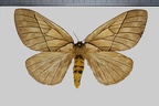 <!--hidden-->Pseudodirphia agis agis (Cramer, 1775)