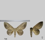 Citioica anthonilis