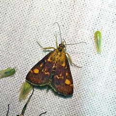 Pyrausta aurata (Scopoli, 1763)