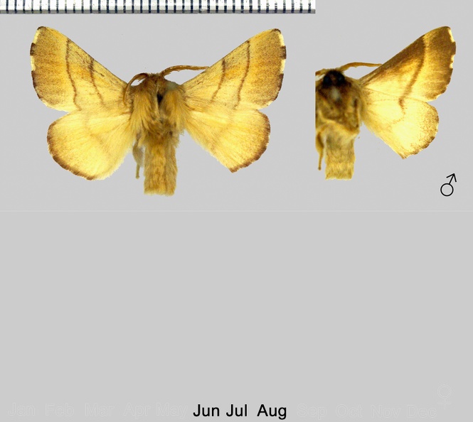 Malacosoma neustria (Linnaeus, 1758)