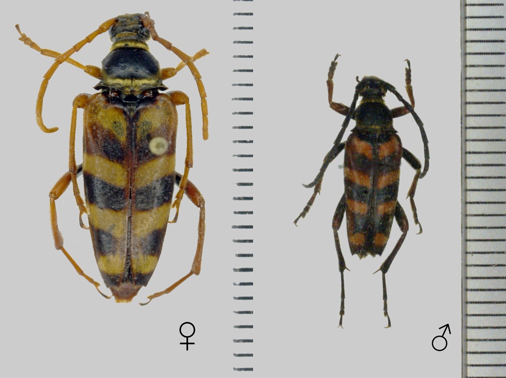 Leptura aurulenta Fabricius, 1792