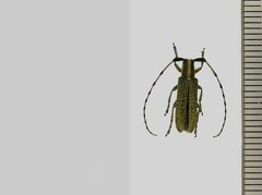 Agapanthia villosoviridescens (De Geer, 1775)