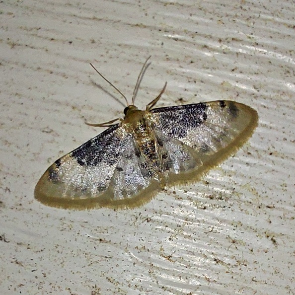 Idaea filicata (Hübner, 1799)