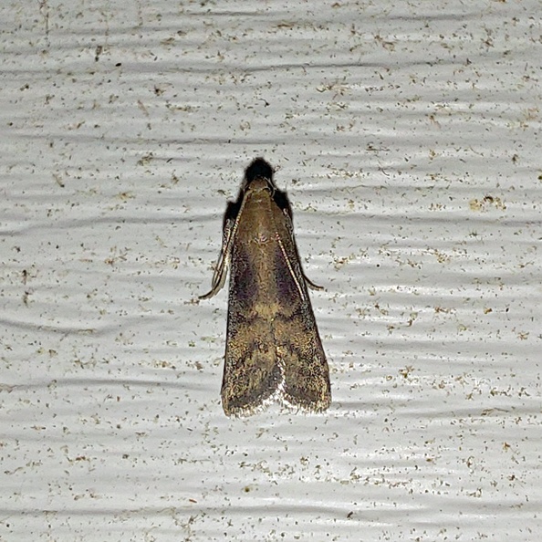 Euzophera fuliginosella (Heinemann, 1865)