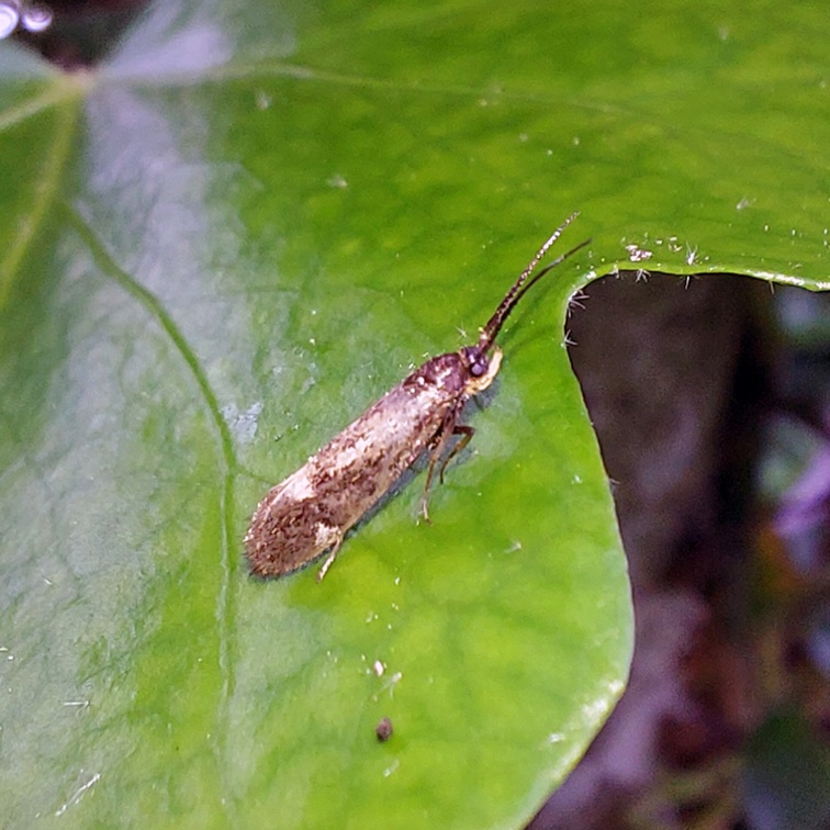 Esperia sulphurella (Fabricius, 1775)