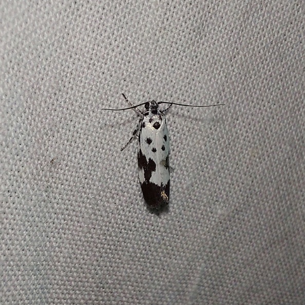 Ethmia quadrillella (Goeze, 1783)