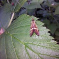 Nemophora degeerella (Linnaeus, 1758)