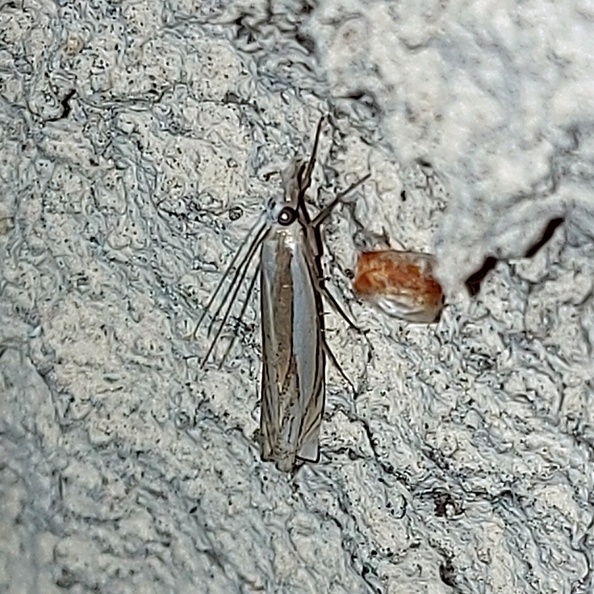 Crambus pascuella (Linnaeus, 1758)