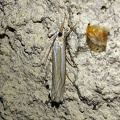 Crambus pascuella (Linnaeus, 1758)