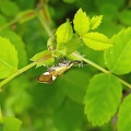 Alabonia geoffrella (Linnaeus, 1767)