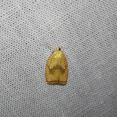 Acleris forsskaleana (Linnaeus, 1758)