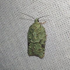 Acleris literana (Linnaeus, 1758) - ♀