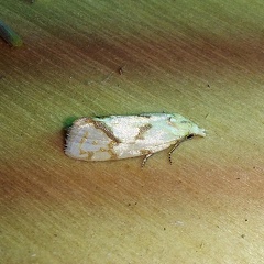 Agapeta hamana (Linnaeus, 1758)