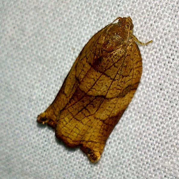 Archips podana (Scopoli, 1763) - ♀