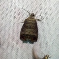 Cydia pomonella (Linnaeus, 1758)