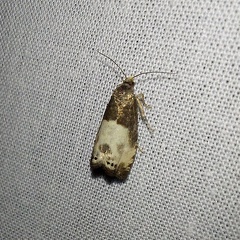 Notocelia cynosbatella (Linnaeus, 1758)