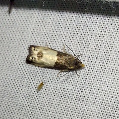 Notocelia cynosbatella (Linnaeus, 1758)