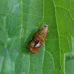 Olethreutes arcuella (Clerck, 1759)