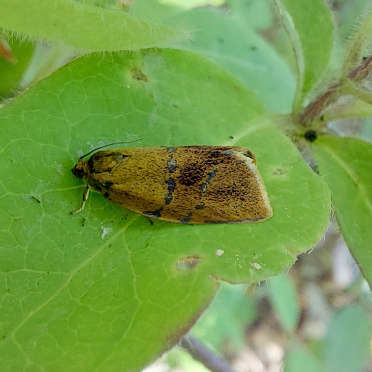 Ptycholoma lecheana (Linnaeus, 1758)