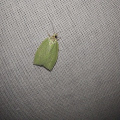 Tortrix viridana (Linnaeus, 1758)