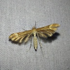 Marasmarcha lunaedactyla (Haworth, 1811)