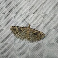 Alucita hexadactyla (Linnaeus, 1758)