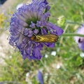 Nemophora metallica (Poda, 1761)