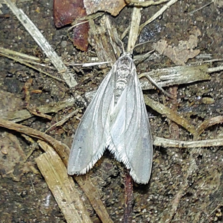 Acentria ephemerella (Denis & Schiffermüller, 1775)