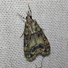 Eudonia lacustrata (Panzer, 1804)