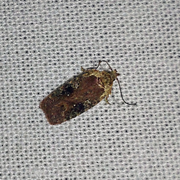 Agonopterix purpurea (Haworth, 1811)