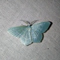 Jodis lactearia (Linnaeus, 1758)