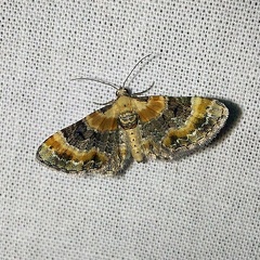 Eupithecia linariata (Denis & Schiffermüller, 1775)