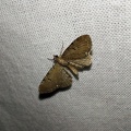 Eupithecia assimilata Doubleday, 1856