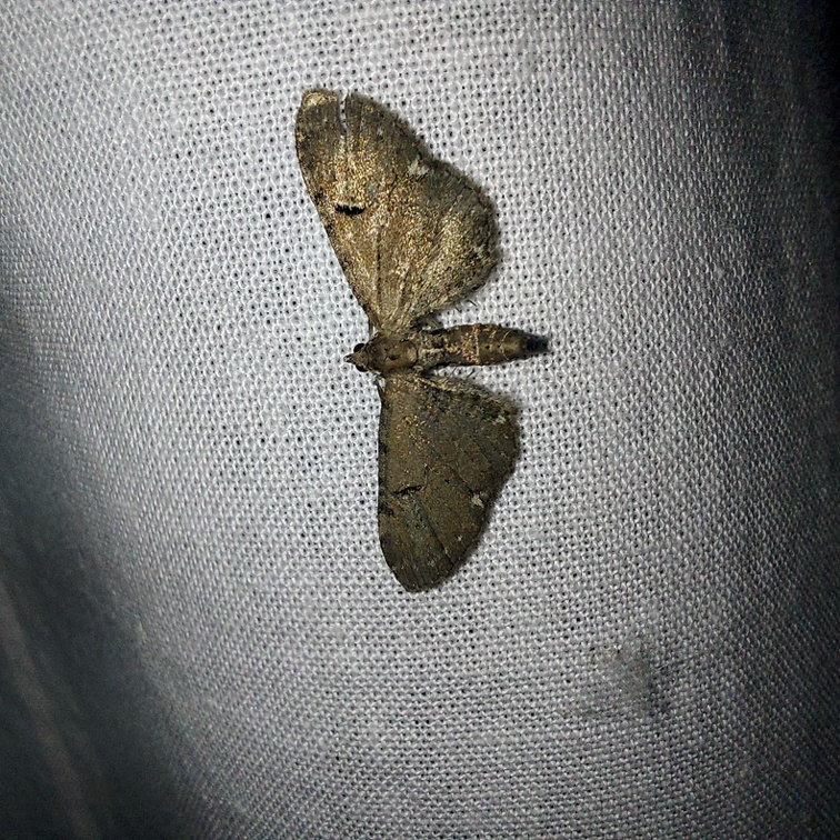 Eupithecia assimilata Doubleday, 1856