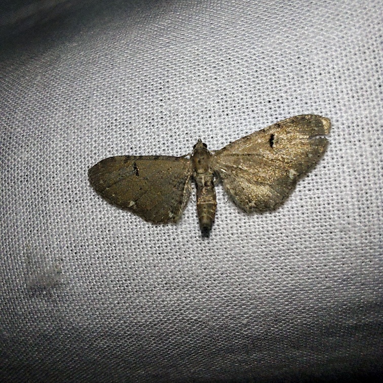 Eupithecia assimilata Doubleday, 1856