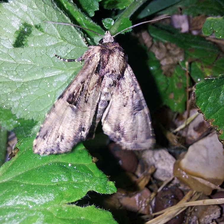 Apamea epomidion (Haworth, 1809)