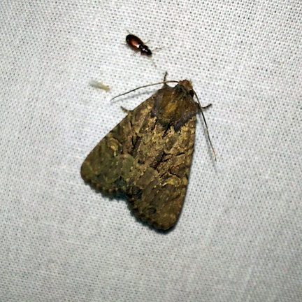 Mesapamea secalis (Linnaeus, 1758)