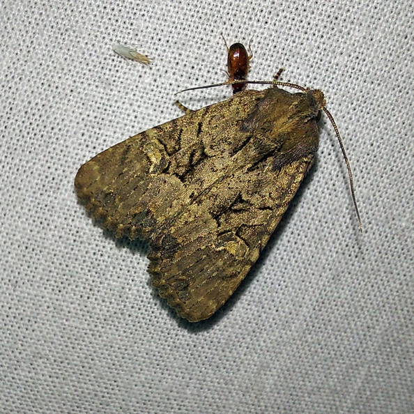 Mesapamea secalis (Linnaeus, 1758)