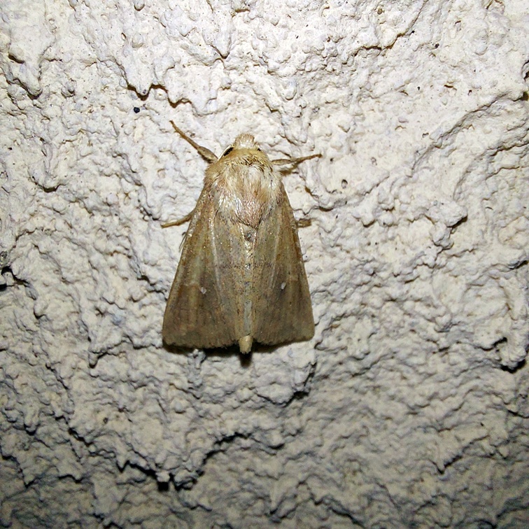 Mythimna ferrago (Fabricius, 1787)