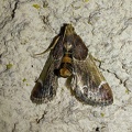 Pyralis farinalis (Linnaeus, 1758)