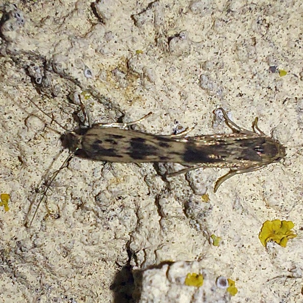 Scythris limbella (Fabricius, 1775)