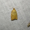 Acleris sp (Ref 11430)